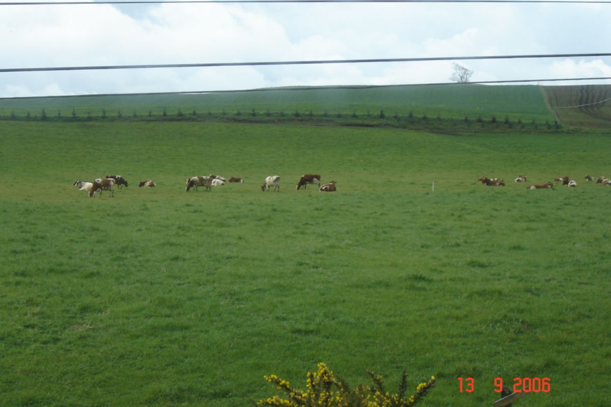 Llanquihue tem uma grande área rural com muita criação de animais.
