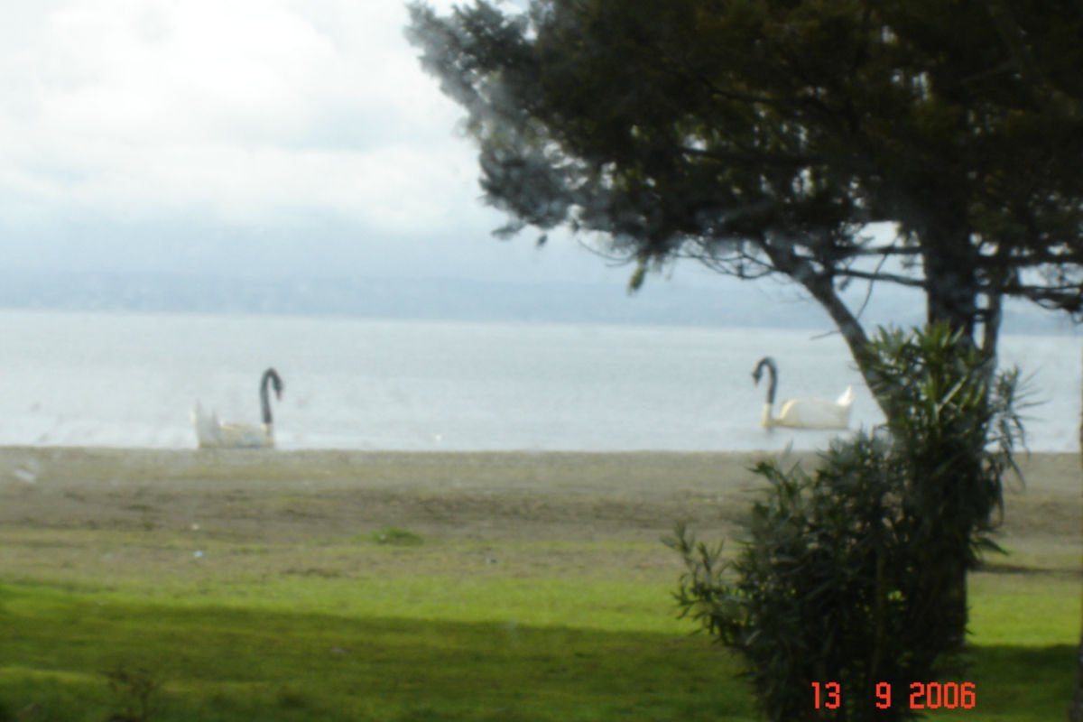 Playa Los Cisnes, Llanquihue.