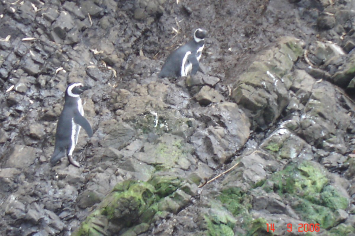Pinguins na Ilha de Chiloé, Chile