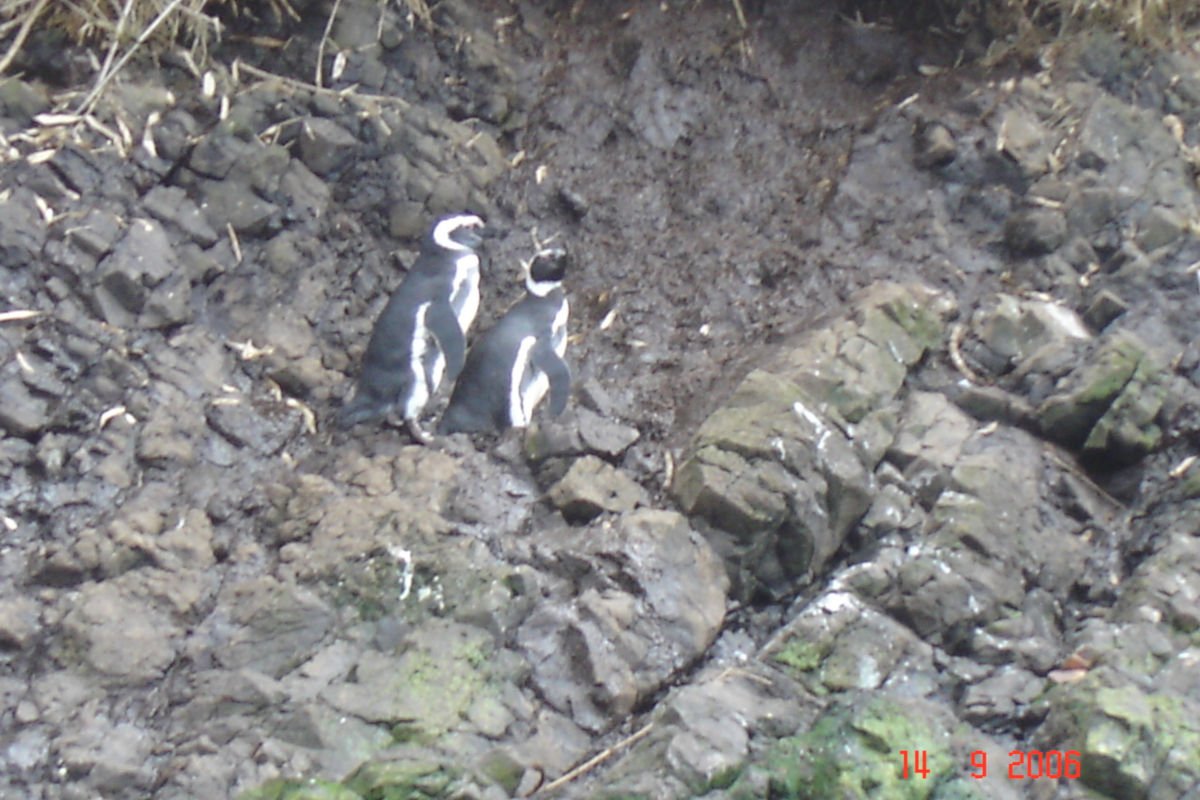 Pinguins na Ilha de Chiloé, Chile