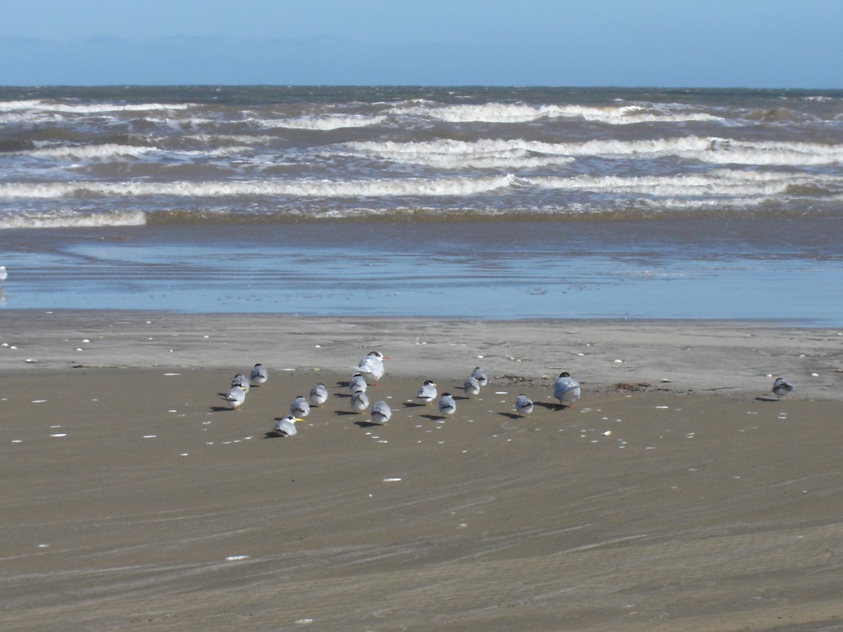Muitas aves na beira da Praia do Cassino.