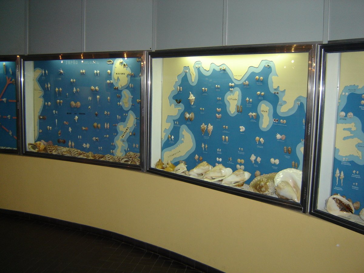 São apresentadas várias conchas, que enriquecem a coleção de moluscos (mais de 51.000 lotes).