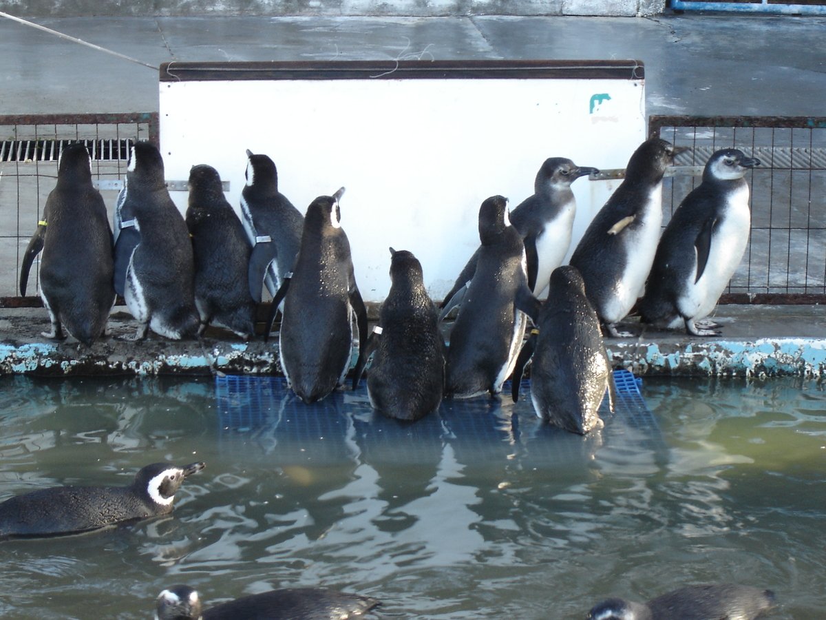 Pinguins-de-magalhães no tanque do CRAM junto ao Museu Oceanográfico.