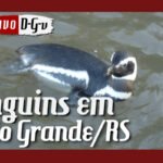 Pinguins no CRAM em Rio Grande/RS