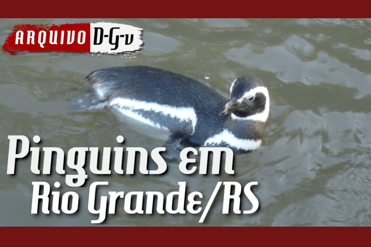 Pinguins no CRAM em Rio Grande/RS