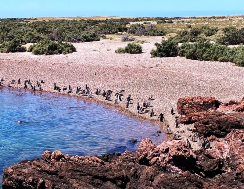 Vista de cima dos Pinguins na beira da água.