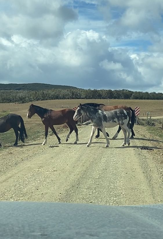 Cavalos na estrada!