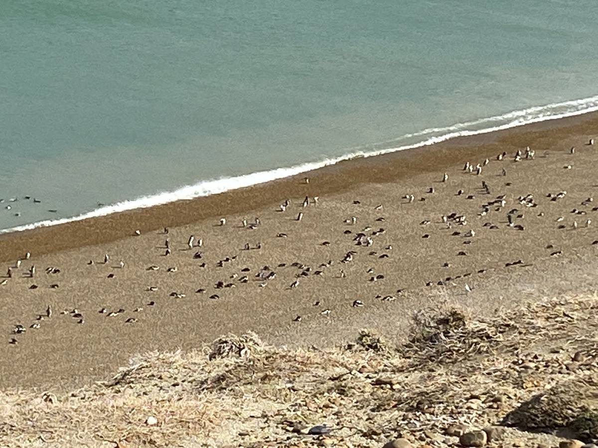 Pinguins na praia